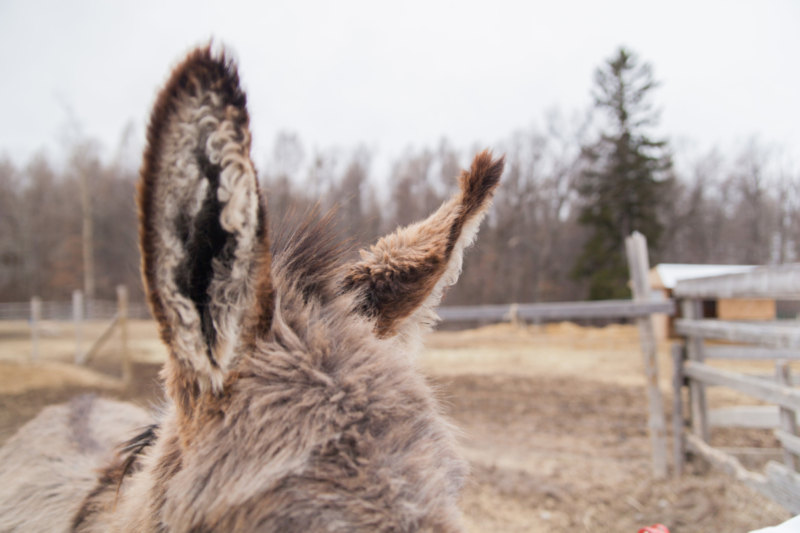 20170330-Primrose Donkey Sanctuary-7041