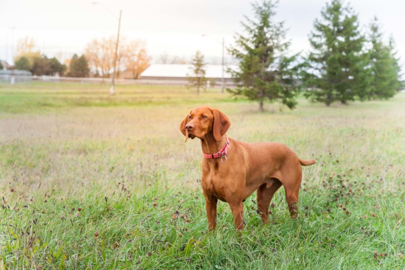 20161103-Otis-8000